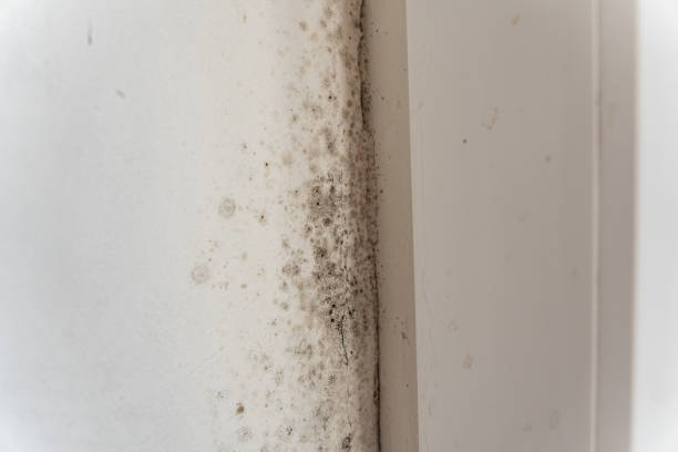 Best Mold Prevention Services  in USA